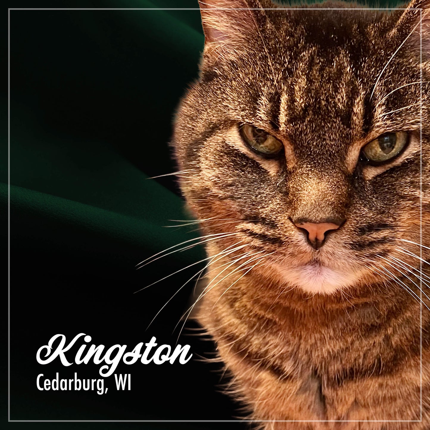 Close-up of a tabby cat with text overlay 'Kingston Cedarburg, WI'.