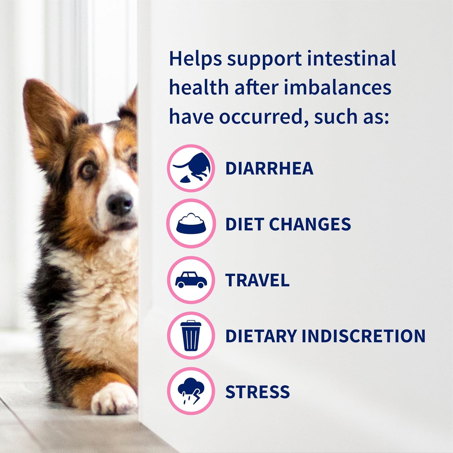 Nutramax Proviable Digestive Health Supplement Kit for Cats And Dogs